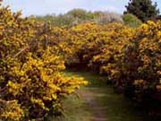 Chemin de landes en fleur